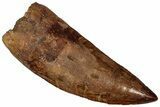 Serrated Carcharodontosaurus Tooth - Giant Dinosaur Tooth #359350-1